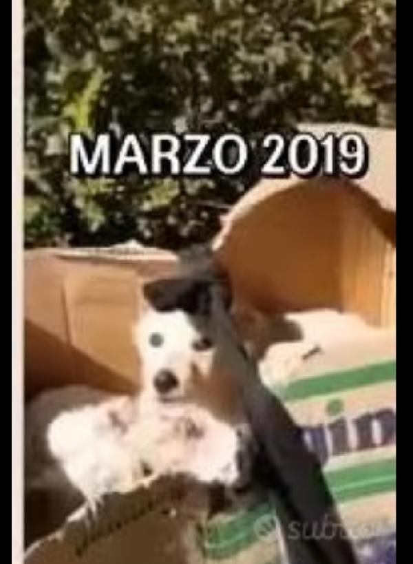 Thor 7anni mix Golden ENTRATO A 3MESI IN CANILE.CALABRIA Foto 6